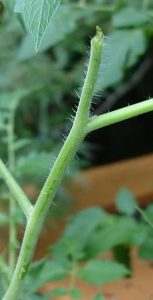 Either The Hornworms Go, or The Tomatoes Image